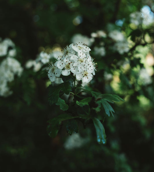 Beltane Hawthorn 