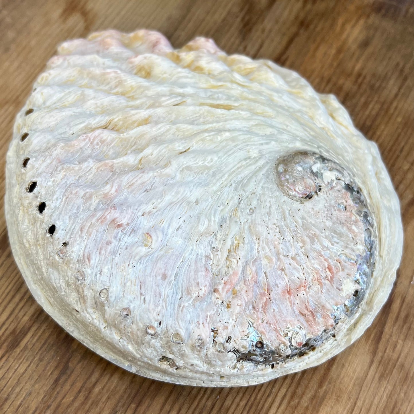 Abalone shell