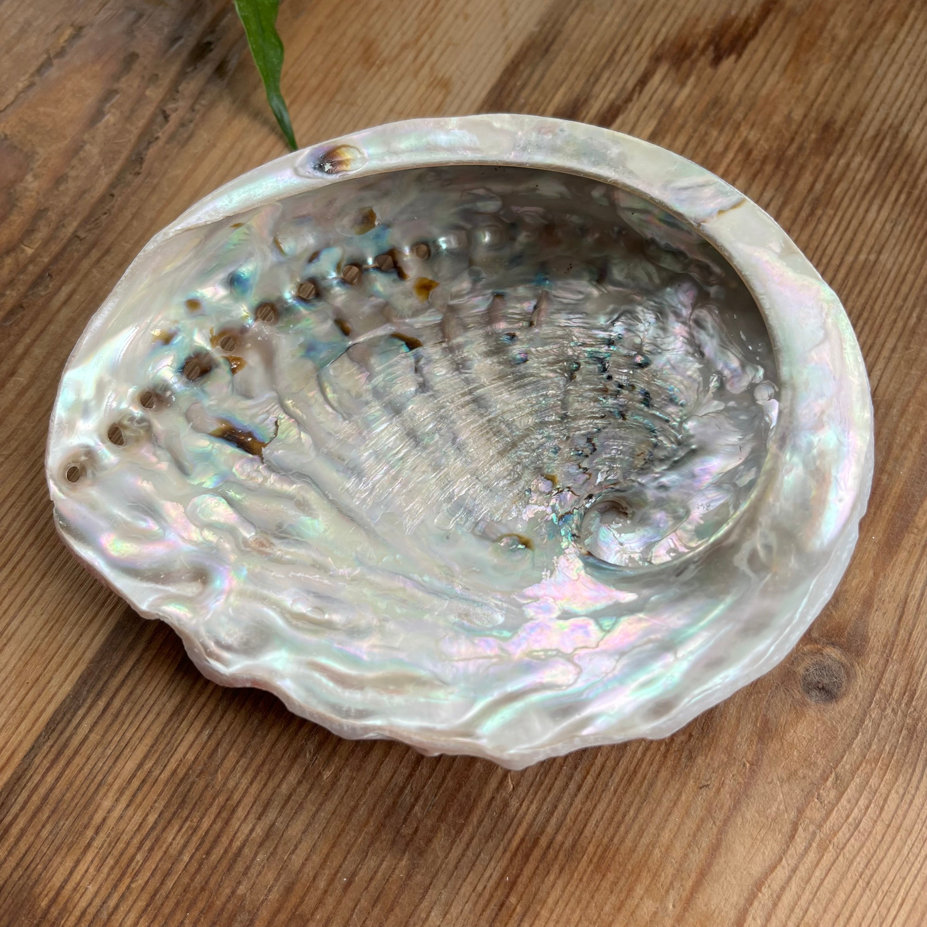 Abalone shell – My Witchy Shop