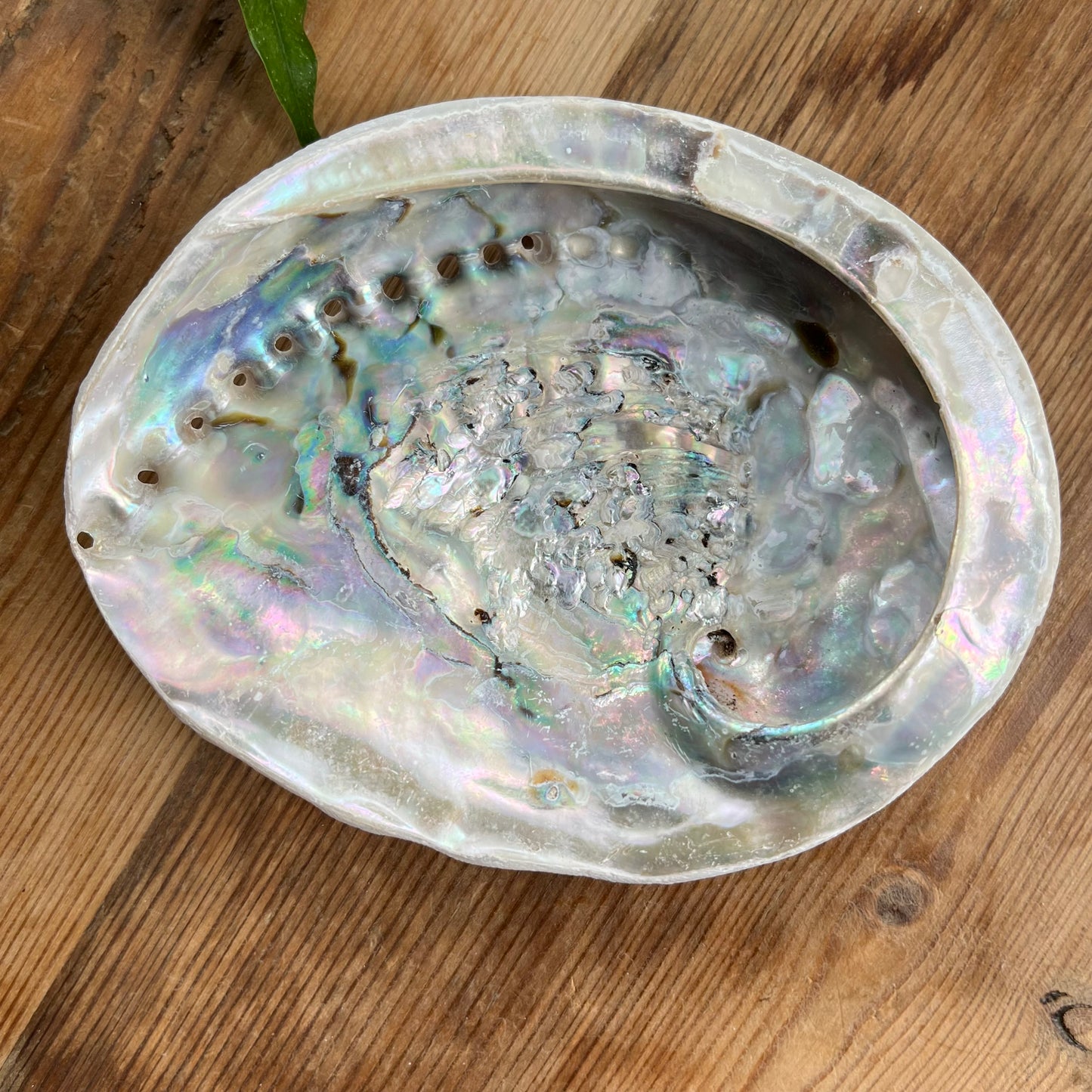 Abalone shell